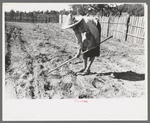 Doris Caudill working in her garden, Pie Town, New Mexico