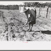 Doris Caudill working in her garden, Pie Town, New Mexico
