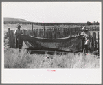 Faro and Doris Caudill covering up frame garden; large garden is in the background, Pie Town, New Mexico