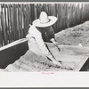 Mrs. Caudill examining plants in her frame garden, Pie Town, New Mexico