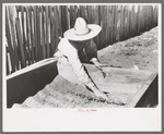 Mrs. Caudill examining plants in her frame garden, Pie Town, New Mexico