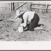 Mrs. Caudill setting out cabbage plants in her garden, Pie Town, New Mexico