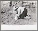 Mrs. Caudill setting out cabbage plants in her garden, Pie Town, New Mexico