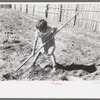 Josie Caudill helping set out cabbage plants, Pie Town, New Mexico