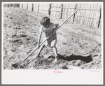 Josie Caudill helping set out cabbage plants, Pie Town, New Mexico