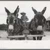 Burros pulling cart which Mr. Leatherman, homesteader, is driving, Pie Town, New Mexico