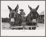 Burros pulling cart which Mr. Leatherman, homesteader, is driving, Pie Town, New Mexico