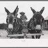 Burros pulling cart which Mr. Leatherman, homesteader, is driving, Pie Town, New Mexico