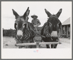 Burros pulling cart which Mr. Leatherman, homesteader, is driving, Pie Town, New Mexico