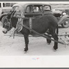 Burros harnessed to cart, Pie Town, New Mexico