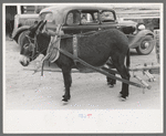 Burros harnessed to cart, Pie Town, New Mexico