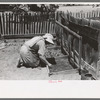 Mrs. Hutton works in her seedbed, Pie Town, New Mexico