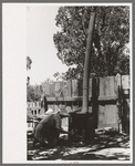 Mrs. Hutton builds fire in outdoors burner which heats the water for laundering, Pie Town, New Mexico