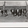Calves of the beef herd of the George Huttons. They got one hundred percent of calf crop this year, Pie Town, New Mexico