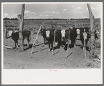 Calves of the beef herd of the George Huttons. They got one hundred percent of calf crop this year, Pie Town, New Mexico