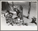 Young Hutton feeds clabbered milk to the chickens, Pie Town, New Mexico
