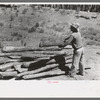 John Adams stacking up pinon poles which have been taken from the dugout which is being torn down, Pie Town, New Mexico