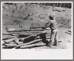 John Adams stacking up pinon poles which have been taken from the dugout which is being torn down, Pie Town, New Mexico