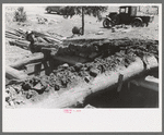 John Adams pulling out pinon pole from dugout roof. This picture should give a good idea of the construction of the roof of a dugout, Pie Town, New Mexico