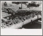 John Adams pulling out pinon pole from dugout roof. This picture should give a good idea of the construction of the roof of a dugout, Pie Town, New Mexico