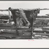Cow hide drying on homesteader's fence, Pie Town, New Mexico