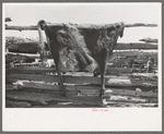 Cow hide drying on homesteader's fence, Pie Town, New Mexico