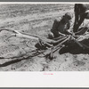 Jack Whinery hitching his burros up to homemade plow, Pie Town, New Mexico