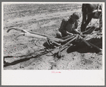 Jack Whinery hitching his burros up to homemade plow, Pie Town, New Mexico