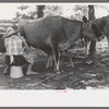 Mrs. Caudill milking, Pie Town, New Mexico
