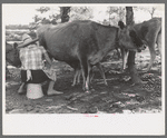 Mrs. Caudill milking, Pie Town, New Mexico