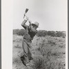 Faro Caudill grubbing out rabbit brush, Pie Town, New Mexico