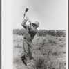 Faro Caudill grubbing out rabbit brush, Pie Town, New Mexico
