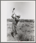 Faro Caudill grubbing out rabbit brush, Pie Town, New Mexico