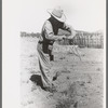 Forked stick twists and points downward in water witch's hands over proper location for well, Pie Town, New Mexico
