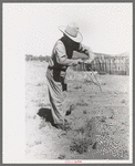 Forked stick twists and points downward in water witch's hands over proper location for well, Pie Town, New Mexico