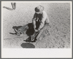 Cowboy testing stirrups at rodeo before broncbusting, Quemado, New Mexico