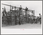 Cowboy around corral at rodeo, Quemado, New Mexico