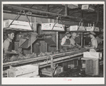 Packing radishes in crates. Elsa, Texas