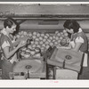 Wrapping grapefruit in packing process. Weslaco, Texas