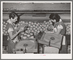 Wrapping grapefruit in packing process. Weslaco, Texas