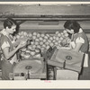 Wrapping grapefruit in packing process. Weslaco, Texas