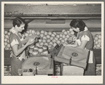 Wrapping grapefruit in packing process. Weslaco, Texas
