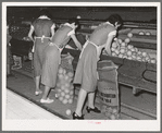 Packing grapefruit into sacks. This is common method of packing for relief distribution. Weslaco, Texas