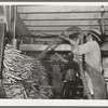 First washing of carrots on truck. Elsa, Texas