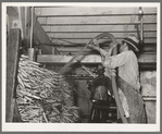 First washing of carrots on truck. Elsa, Texas