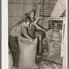 Filling and tying sacks of citrus pulp. Grapefruit juice canning plant, Weslaco, Texas