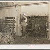 Unloading carrots from farmers' trucks to carts for easy transportation into plant vegetable packing plant. Elsa, Texas