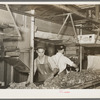 Packing broccoli. Elsa, Texas