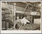 Packing broccoli. Elsa, Texas