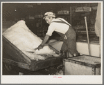 Shovelling shaved ice into conveyor system. Vegetable packing plant, Elsa, Texas